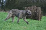 IRISH WOLFHOUND 300